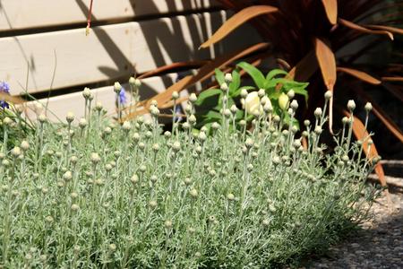 コレは絶対植えたい 満開の感動を味わえる多年草3選 Bloom In My Garden 緑ある暮らしのススメ
