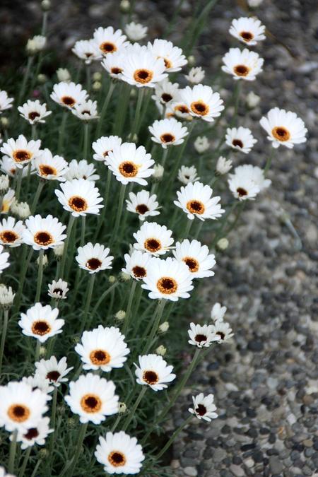 コレは絶対植えたい 満開の感動を味わえる多年草3選 Bloom In My Garden 緑ある暮らしのススメ