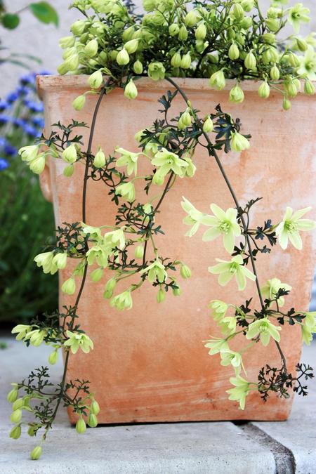 コレは絶対植えたい 満開の感動を味わえる多年草3選 Bloom In My Garden 緑ある暮らしのススメ