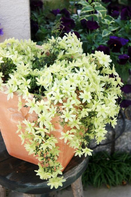 コレは絶対植えたい 満開の感動を味わえる多年草3選 Bloom In My Garden 緑ある暮らしのススメ