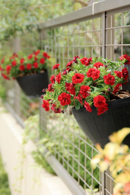 お庭を美しく見せるための植え方 飾り方 並べて楽しむ Bloom In My Garden 緑ある暮らしのススメ