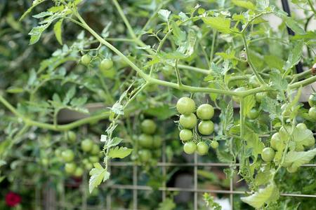 Garden Vege お庭やベランダでも失敗しない野菜栽培のコツ Bloom In My Garden 緑ある暮らしのススメ