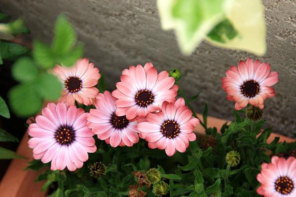 忙しい人必見 お気楽ガーデン におすすめの花苗選び Bloom In My Garden 緑ある暮らしのススメ