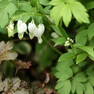 忙しい人必見 お気楽ガーデン におすすめの花苗選び Bloom In My Garden 緑ある暮らしのススメ