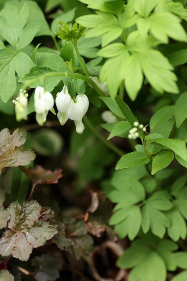 忙しい人必見 お気楽ガーデン におすすめの花苗選び Bloom In My Garden 緑ある暮らしのススメ