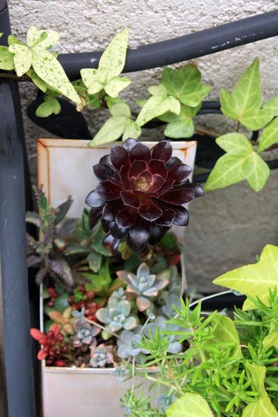 ゆるく楽しむ多肉植物の魅力 １ 小さいからかわいい Bloom In My Garden 緑ある暮らしのススメ