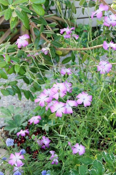 もうすぐ秋の種まきシーズン 種から育てる楽しみ Bloom In My Garden 緑ある暮らしのススメ