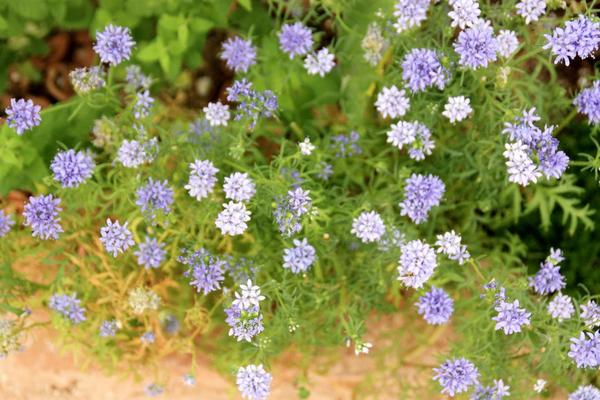 もうすぐ秋の種まきシーズン 種から育てる楽しみ Bloom In My Garden 緑ある暮らしのススメ