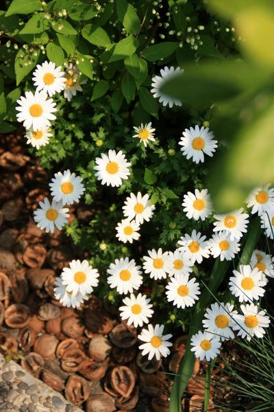 秋から春までゆるく楽しむ 手間いらず なお花たち Bloom In My Garden 緑ある暮らしのススメ