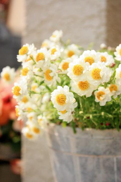 秋から春までゆるく楽しむ 手間いらず なお花たち Bloom In My Garden 緑ある暮らしのススメ