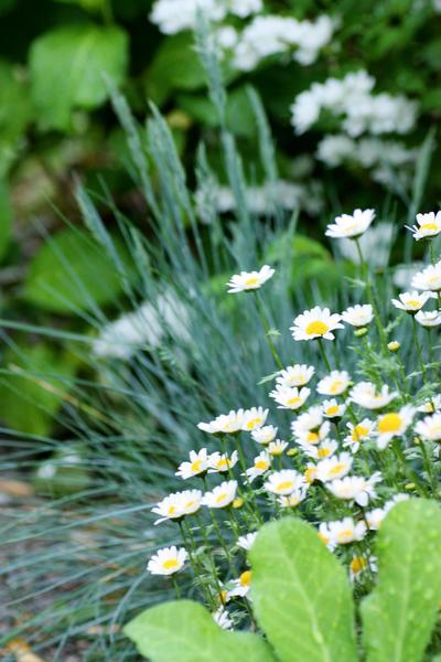 秋から春までゆるく楽しむ 手間いらず なお花たち Bloom In My Garden 緑ある暮らしのススメ