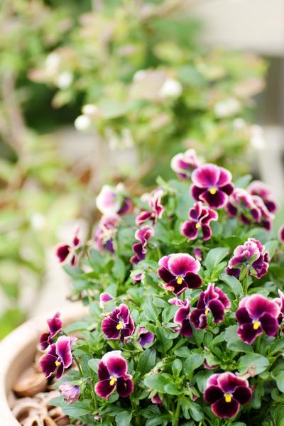 秋から春までゆるく楽しむ 手間いらず なお花たち Bloom In My Garden 緑ある暮らしのススメ