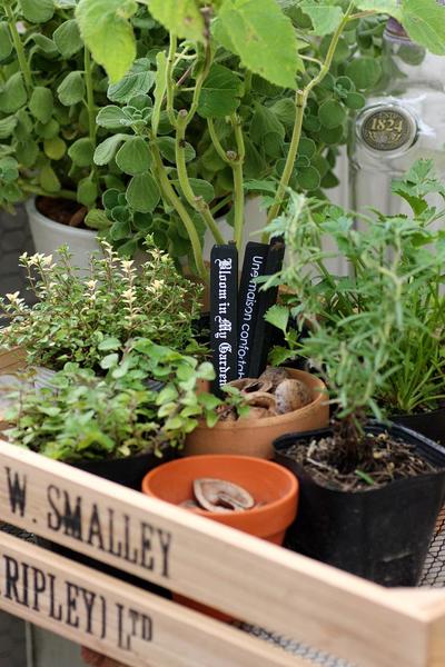 冬もok 強くて丈夫 ハーブの 美味しい 寄せ植え Bloom In My Garden 緑ある暮らしのススメ