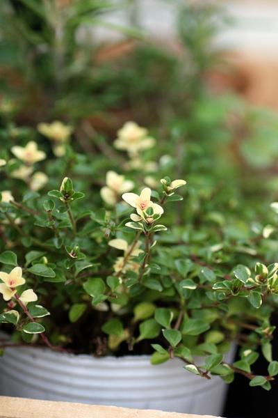 冬もok 強くて丈夫 ハーブの 美味しい 寄せ植え Bloom In My Garden 緑ある暮らしのススメ