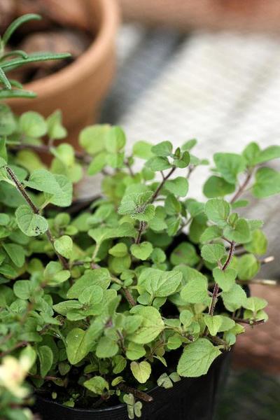 冬もok 強くて丈夫 ハーブの 美味しい 寄せ植え Bloom In My Garden 緑ある暮らしのススメ