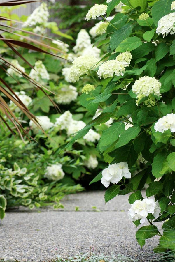 人気のアジサイ アナベル の剪定考察 Bloom In My Garden 緑ある暮らしのススメ