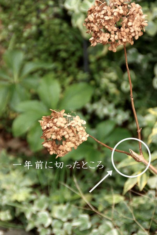 人気のアジサイ アナベル の剪定考察 Bloom In My Garden 緑ある暮らしのススメ