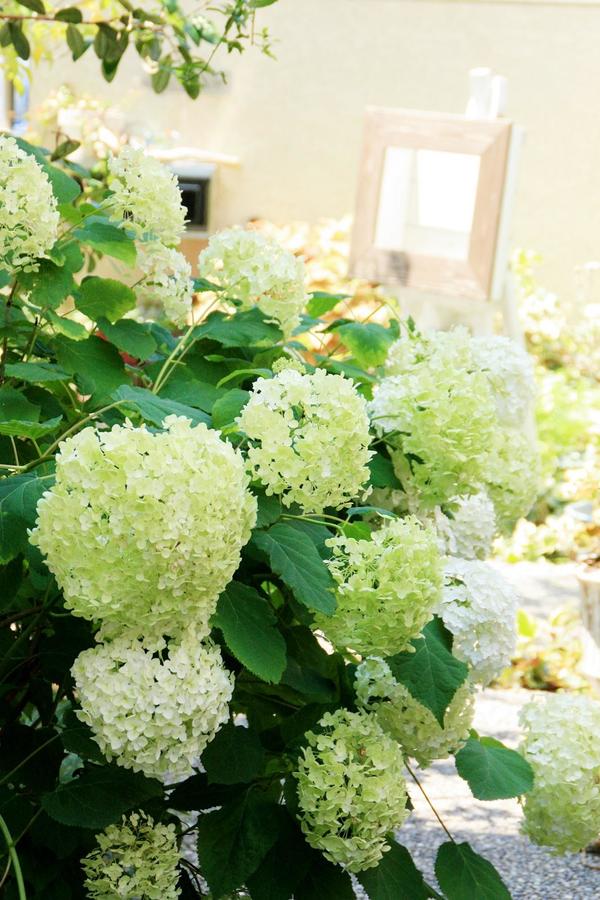 アナベル と 紫陽花 の 違い