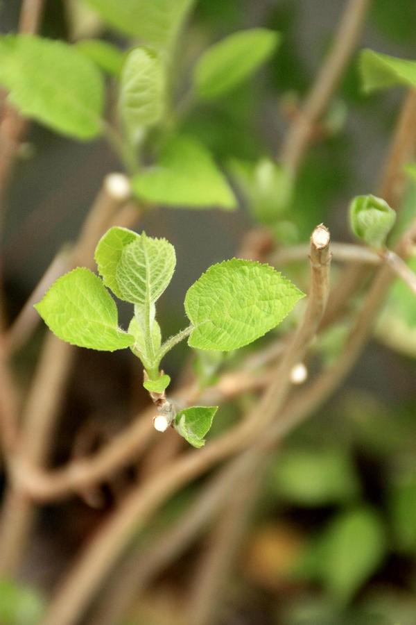 人気のアジサイ アナベル の剪定考察 Bloom In My Garden 緑ある暮らしのススメ