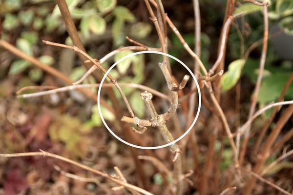 人気のアジサイ アナベル の剪定考察 Bloom In My Garden 緑ある暮らしのススメ