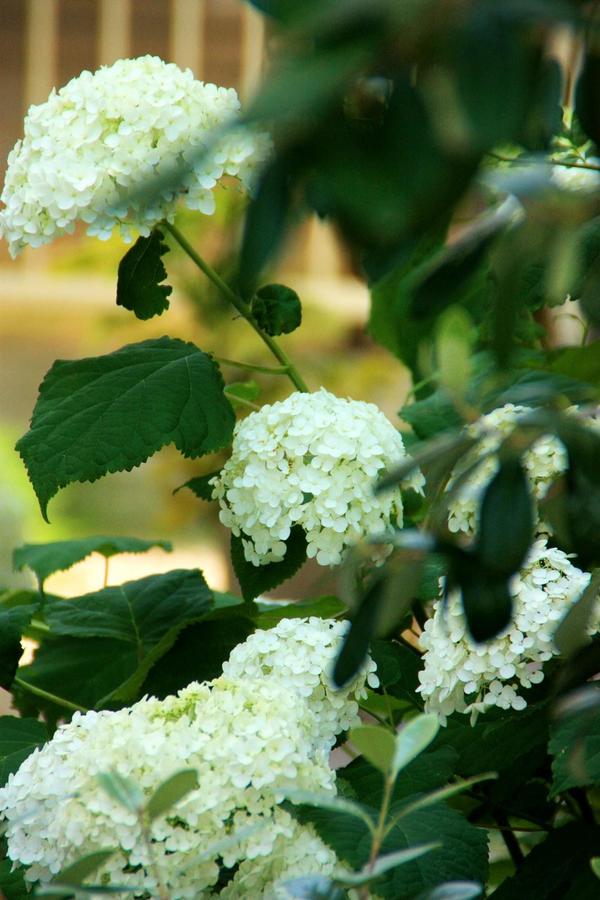 人気のアジサイ アナベル の剪定考察 Bloom In My Garden 緑ある暮らしのススメ