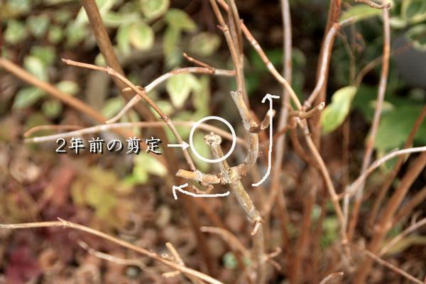 人気のアジサイ アナベル の剪定考察 Bloom In My Garden 緑ある暮らしのススメ