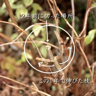 人気のアジサイ アナベル の剪定考察 Bloom In My Garden 緑ある暮らしのススメ 人気のアジサイ アナベル の剪定考察 Bloom In My Garden 緑ある暮らしのススメ