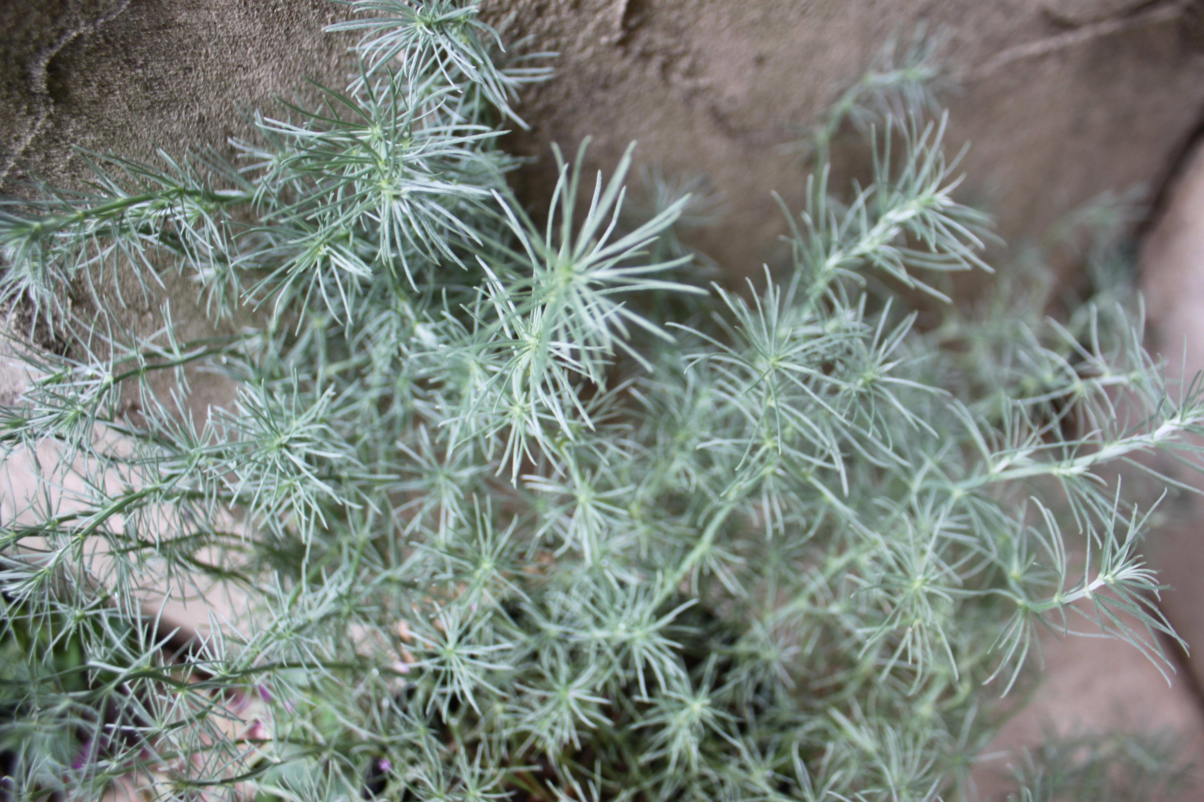 マゼンタ色が映える秋の寄せ植え 寄せ植え プランターで作る Chiroの四季彩寄せ植え