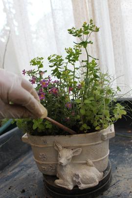 おとぎ話の世界の寄せ植え - 寄せ植え｜プランターで作る「CHIROの四季 