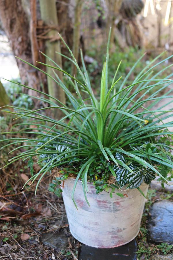 古びた味わいのブリキバケツで 多肉と観葉植物の寄せ植え 寄せ植え プランターで作る Chiroの四季彩寄せ植え