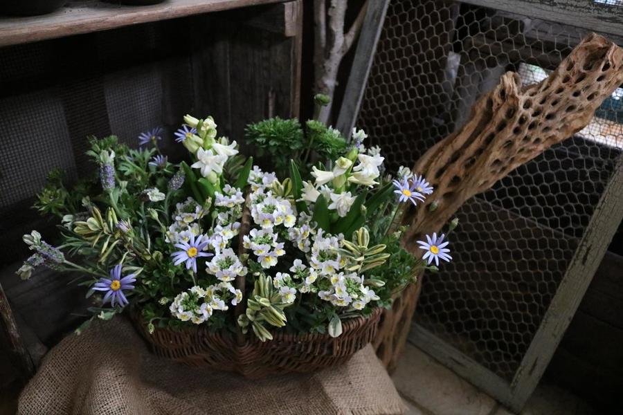 ありがとう 春の香りいっぱいのかごの寄せ植え 寄せ植え プランターで作る Chiroの四季彩寄せ植え