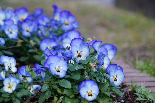 花が咲いた後の枯れた花は そのままにしておいた方がいいの 植物を上手に育てる 園芸 ガーデニングq A