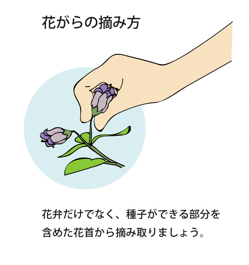 花が咲いた後の枯れた花は そのままにしておいた方がいいの 植物を上手に育てる 園芸 ガーデニングq A