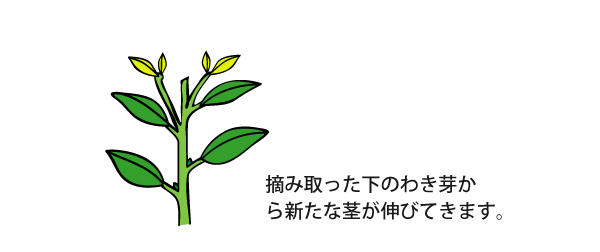 ペチュニアの鉢植えのボリューム感を出すコツは 植物を上手に育てる 園芸 ガーデニングq A