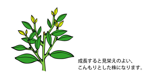 ペチュニアの鉢植えのボリューム感を出すコツは 植物を上手に育てる 園芸 ガーデニングq A