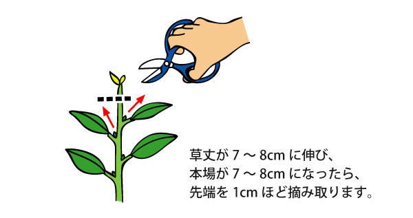 ペチュニアの鉢植えのボリューム感を出すコツは 植物を上手に育てる 園芸 ガーデニングq A