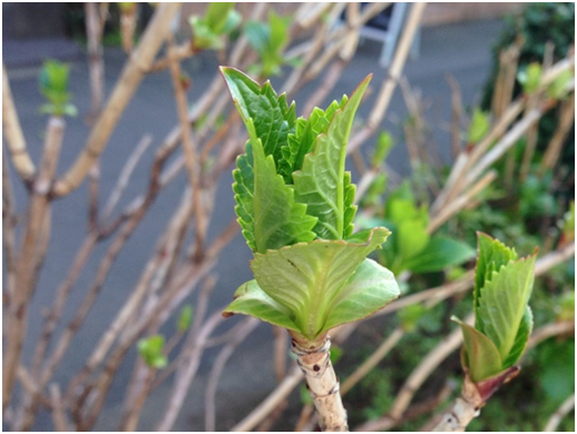 剪定時期はいつがベスト 大事な剪定時期のお話 植物を上手に育てる 園芸 ガーデニングq A