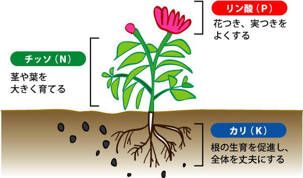 P67-肥料の三要素の効果.jpg