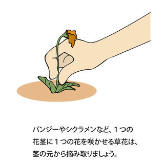 花が咲いた後の枯れた花は そのままにしておいた方がいいの 植物を上手に育てる 園芸 ガーデニングq A 花が咲いた後の枯れた花は そのままにしておいた方がいいの 植物を上手に育てる 園芸 ガーデニングq A