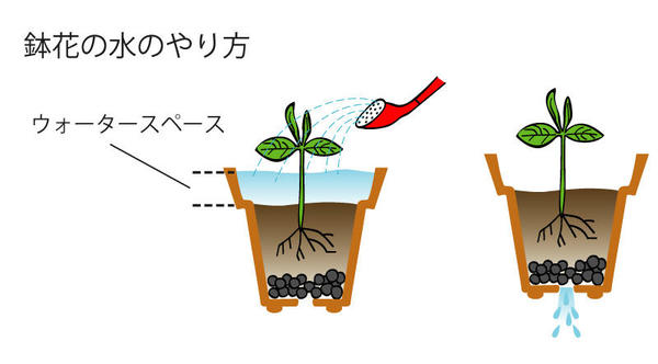 鉢植えやプランターの水やりのコツは 植物を上手に育てる 園芸 ガーデニングq A