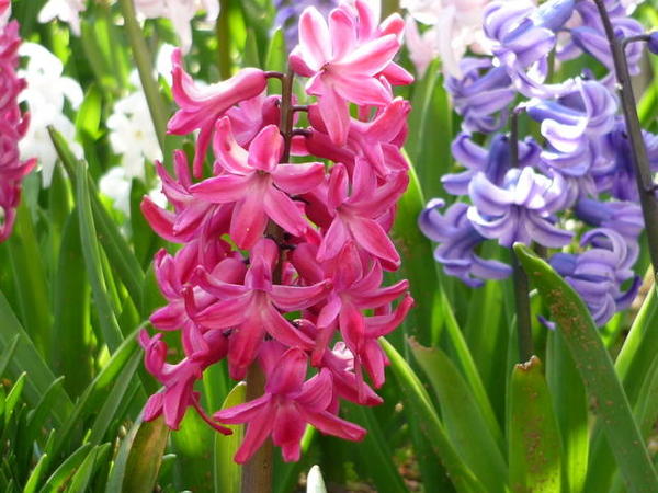 チューリップは花が咲いた後 植えっ放しでもまた咲くの 植物を上手に育てる 園芸 ガーデニングq A