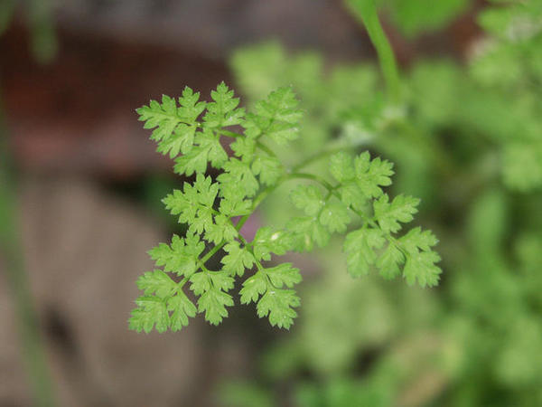 ベランダでも元気に育つハーブは 植物を上手に育てる 園芸 ガーデニングq A