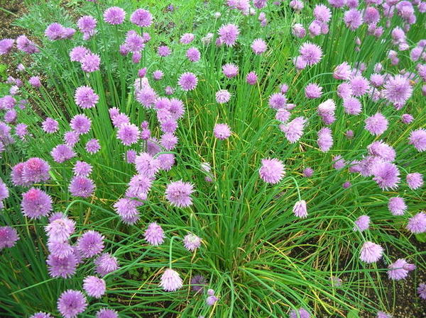 お庭に植えたまま数年楽しめるようなハーブは 植物を上手に育てる 園芸 ガーデニングq A