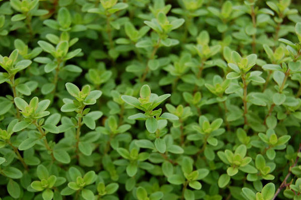 ベランダでも元気に育つハーブは 植物を上手に育てる 園芸 ガーデニングq A