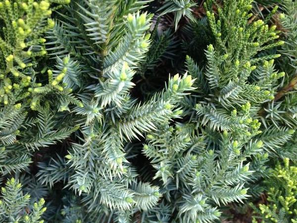 カイズカイブキに生えてきたトゲトゲの葉は何 植物を上手に育てる 園芸 ガーデニングq A