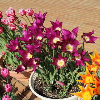 チューリップは花が咲いた後 植えっ放しでもまた咲くの 植物を上手に育てる 園芸 ガーデニングq A