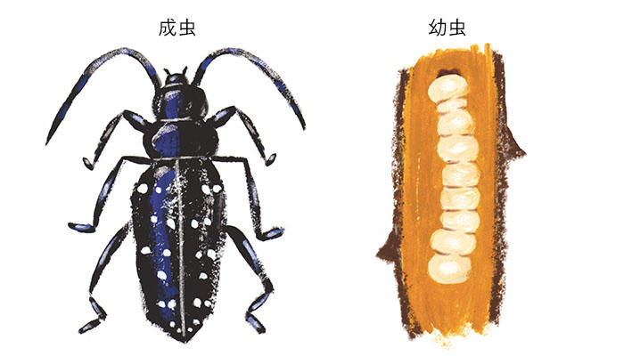 バラの病害虫一覧 バラの育て方 栽培管理 はじめてのバラ