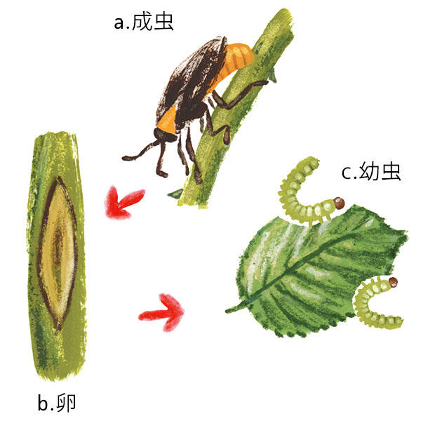 バラの病害虫一覧 バラの育て方 栽培管理 はじめてのバラ