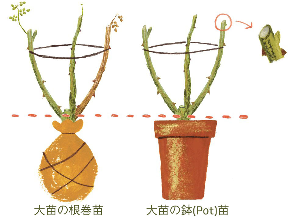 10 11 12月のバラ栽培作業 バラの育て方 栽培管理 はじめてのバラ