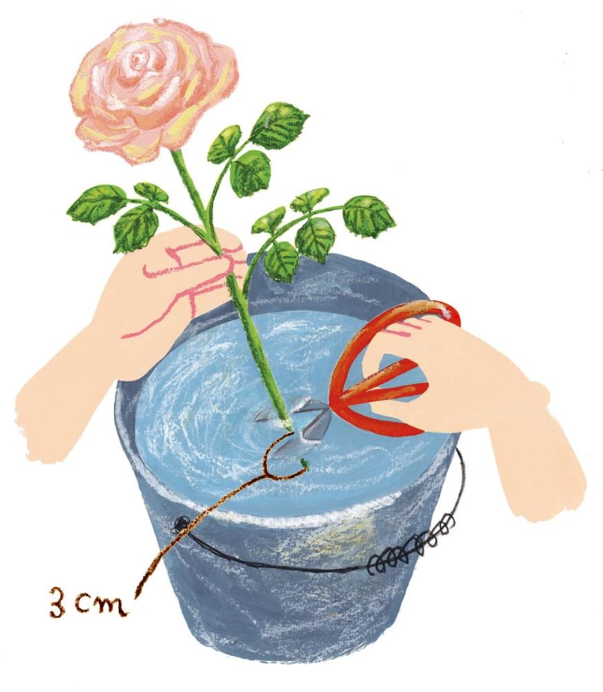 4 5 6月のバラ栽培 バラの育て方 栽培管理 はじめてのバラ